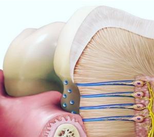 denti sensibili